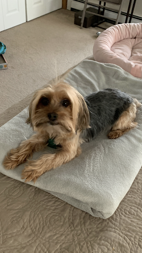 Pet Supply Store «Petco Animal Supplies», reviews and photos, 239 Newburyport Turnpike, Topsfield, MA 01983, USA