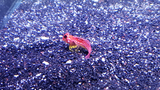 Tropical Fish Store «Best Fish», reviews and photos, 1335 N Doctor M.L.K. Dr, Milwaukee, WI 53212, USA