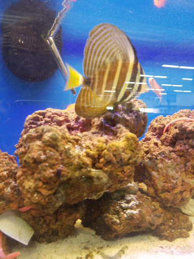 Pet Supply Store «Petco Animal Supplies», reviews and photos, 92 Cluff Crossing Rd, Salem, NH 03079, USA