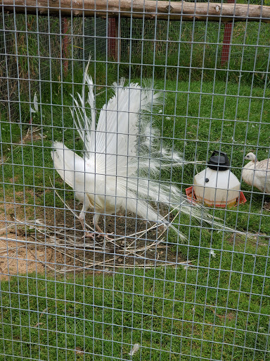 Zoo «Special Memories Zoo», reviews and photos, W7013 Spring Rd, Greenville, WI 54942, USA