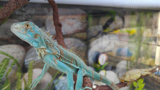 Pet Supply Store «PetSmart», reviews and photos, 3630 Peachtree Pkwy, Suwanee, GA 30024, USA