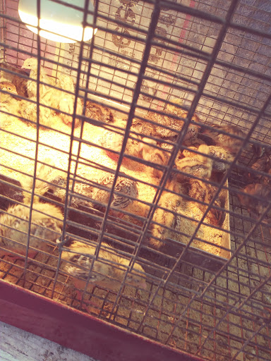 Pet Store «Pet Club», reviews and photos, 4435 Lennox Blvd # 6, Inglewood, CA 90304, USA