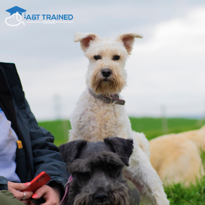 A&T Trained Dogs