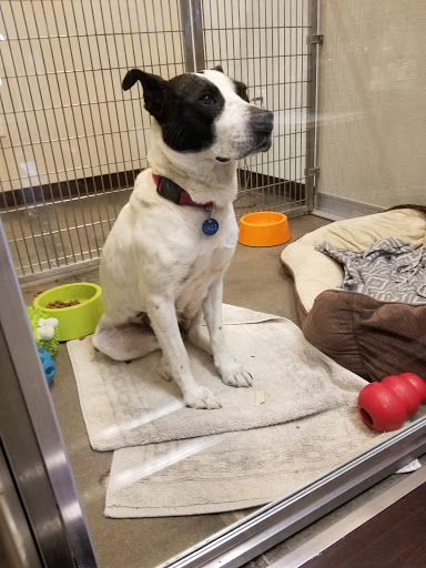 Pet Supply Store «Virginia Beach SPCA Pet Supplies & Adoption Center», reviews and photos, 983 Providence Square Shopping Center, Virginia Beach, VA 23464, USA
