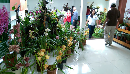 Ecuagenera Orchids of Ecuador