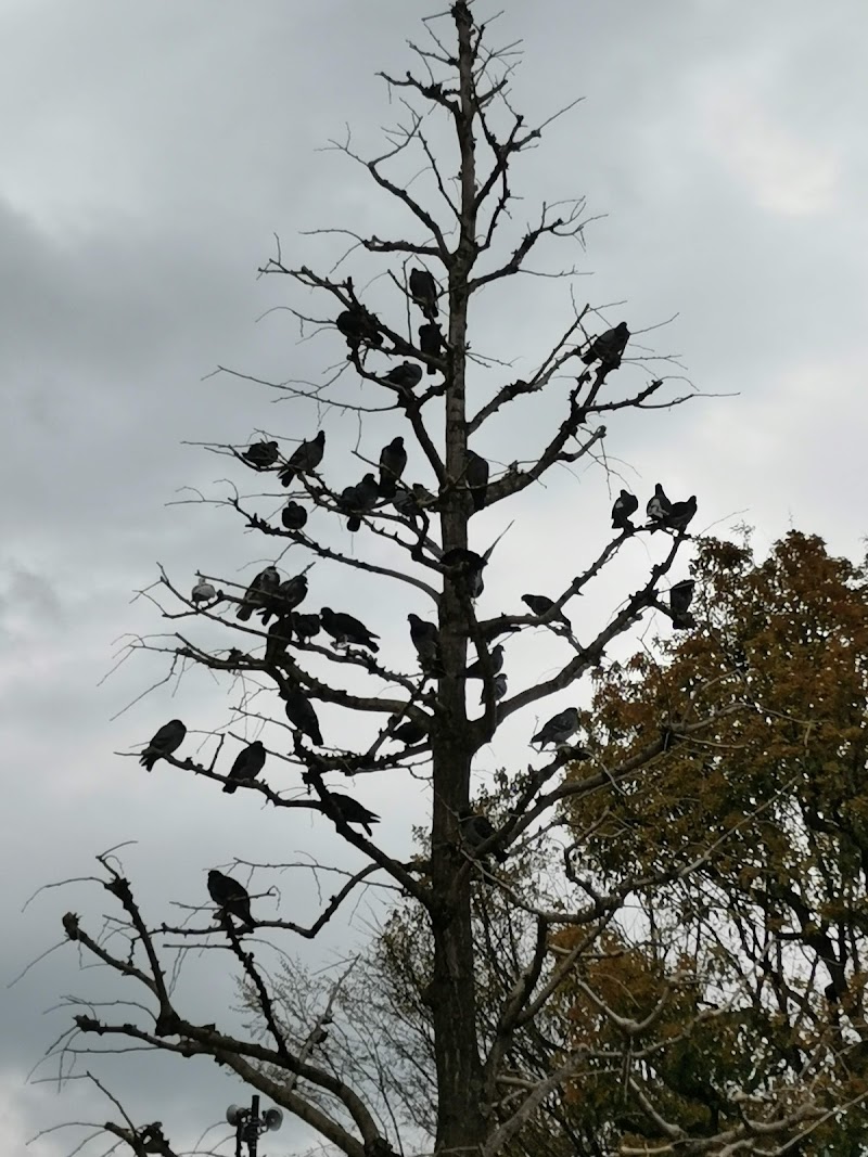 鳩が集まる木
