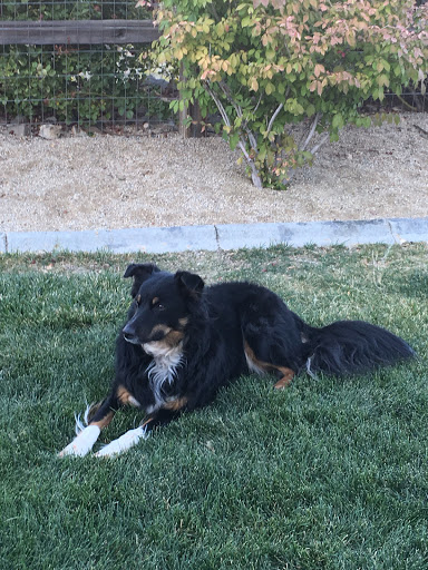 Pet Groomer «Spoiled Petz Pet Store and Grooming», reviews and photos, 12030 Donner Pass Rd #1, Truckee, CA 96161, USA