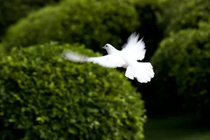 White Dove Release, Inc. image