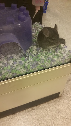 Pet Supply Store «PetSmart», reviews and photos, 1733 S Stapley Dr, Mesa, AZ 85204, USA