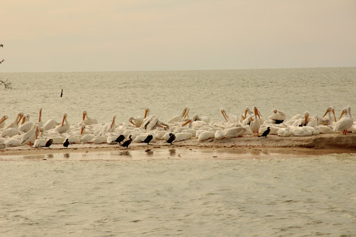 Tour Agency «Everglades National Park Boat Tours», reviews and photos
