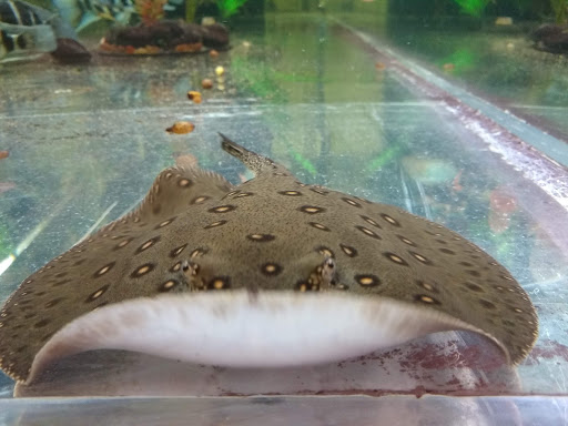 Pet Store «The Pet Zone», reviews and photos, 20 W Oak St, Pittston, PA 18640, USA