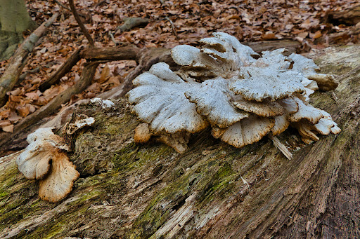 State Park «Cheesequake State Park», reviews and photos, 300 Gordon Rd, Matawan, NJ 07747, USA