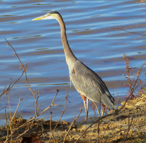 Nature Preserve «GRIGGS RESERVOIR PARK», reviews and photos, 2933 Riverside Dr, Columbus, OH 43221, USA