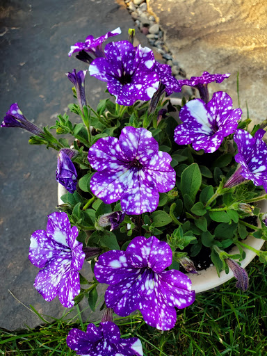 Park «Gough Park», reviews and photos, 9300 Honeygo Blvd, Perry Hall, MD 21128, USA