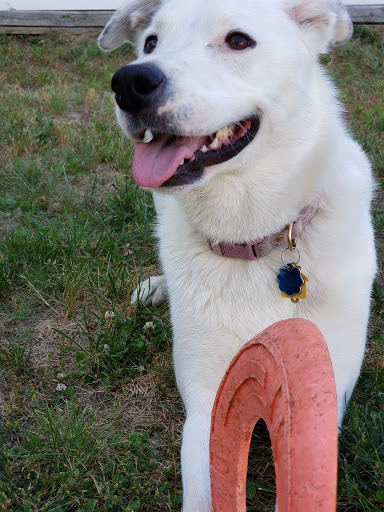 Pet Supply Store «PetSmart», reviews and photos, 1232 Hooper Ave, Toms River, NJ 08753, USA