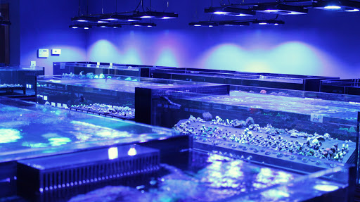 Tropical Fish Store «Living Reef Orlando», reviews and photos, 504 N Alafaya Trail #112, Orlando, FL 32828, USA