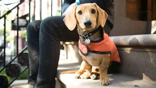Photo of Instinct Dog Behavior & Training