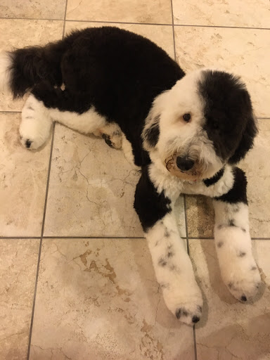 Pet Supply Store «Paws In The Park», reviews and photos, 17833 1st Avenue South, Seattle, WA 98148, USA