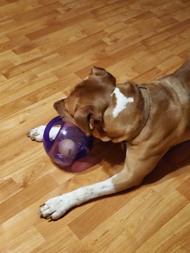 Pet Supply Store «Pet Supplies Plus», reviews and photos, 1237 Concord Pkwy N, Concord, NC 28025, USA