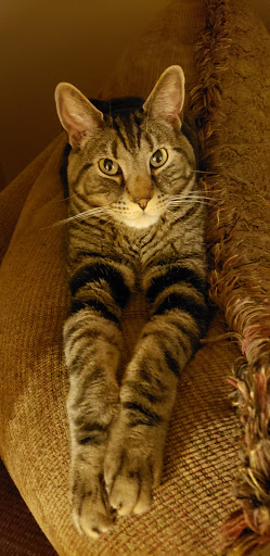 Pet Supply Store «Stayton Animal Supply», reviews and photos, 160 E Cedar St, Stayton, OR 97383, USA