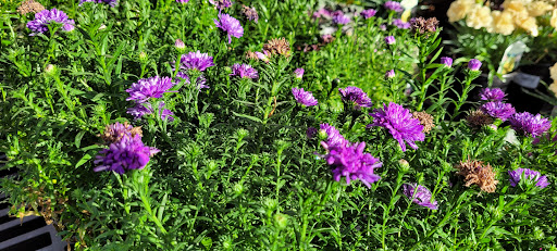 Hardware Store «McLendon Hardware», reviews and photos, 1111 Fryar Ave, Sumner, WA 98390, USA