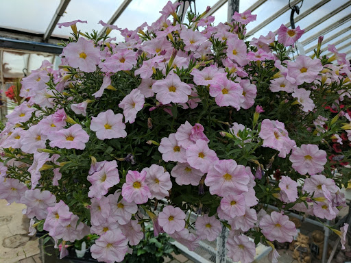 Plant Nursery «Goldner Walsh Garden and Home», reviews and photos, 559 Orchard Lake Rd, Pontiac, MI 48341, USA