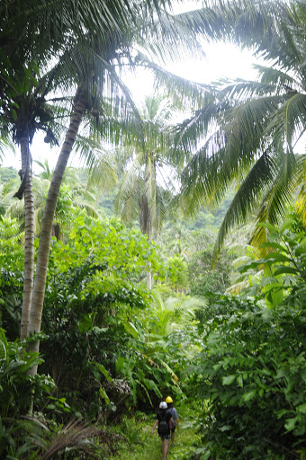 Hòn cau