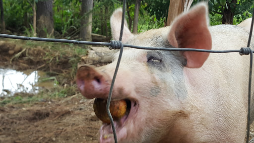 Farm «Bottom View Farm», reviews and photos, 185 Wilkerson Ln, Portland, TN 37148, USA