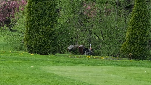 Golf Club «Odana Hills Golf Course», reviews and photos, 4635 Odana Rd, Madison, WI 53711, USA