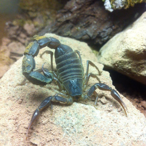 B. t. b. e. Insektenzucht GmbH unter Bad Wörishofen, 