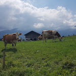 Photo n°4 de l'avis de Marlis.o fait le 04/09/2022 à 07:52 sur le  Kessel-Alm à Inzell