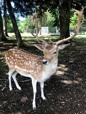Parc Animalier des Dronières à Cruseilles