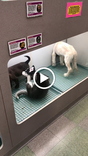 Pet Store «Friendly Pets», reviews and photos, 625 Friendly Center Rd, Greensboro, NC 27408, USA