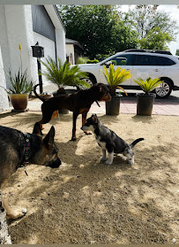 C2Z Dog Pack - Photo 1 - Car repair in Arleta, CA, Santa Clarita