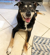 House and Hound Care in Boca Raton FL - Dog Walking & Pet Sitting - Photo 6 - Car repair in , Coral Springs