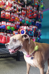 Squeak N Chew Pet Supplies - Photo 5 - Car repair in Fruita, CO, Grand Junction