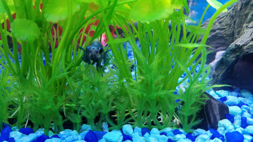 Pet Supply Store «Pet Supplies Plus», reviews and photos, 585 Moseley Rd, Fairport, NY 14450, USA