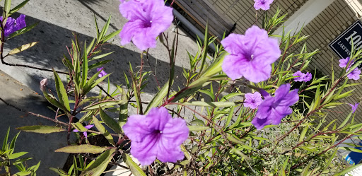 Donut Shop «Happy Bagel & Donuts», reviews and photos, 9926 Lakewood Blvd, Downey, CA 90240, USA