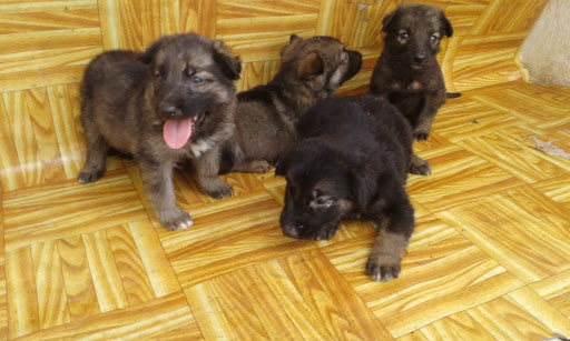 Friends Mountain View Guest House, Imo Korede Road, Ilesa, Nigeria, French Restaurant, state Osun