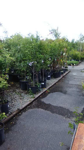 Hardware Store «Payless Hardware, Rockery and Nursery», reviews and photos, 2927 King Rd, San Jose, CA 95122, USA