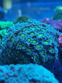 Aqua Plus Aquarium - Photo 7 - Car repair in Santa Clara, CA, Fremont