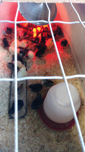 Pet Supply Store «El Sobrante Feed & Pet Supplies», reviews and photos, 501 Appian Way, El Sobrante, CA 94803, USA