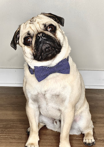 Pet Supply Store «Petco Animal Supplies», reviews and photos, 244 Pioneer Trail, Chaska, MN 55318, USA