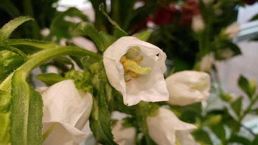 Florist «Mia fiori», reviews and photos, 5840 Legacy Cir D165, Plano, TX 75024, USA