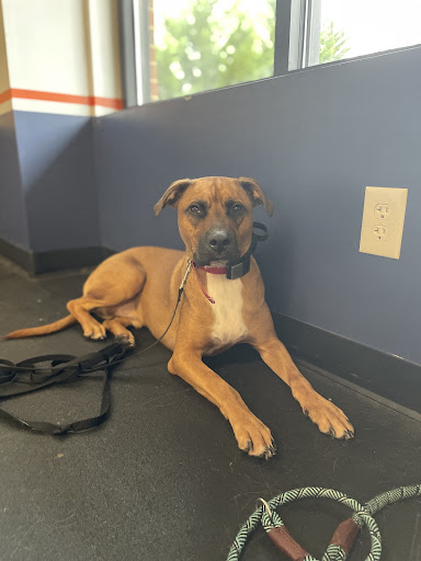 Dog Trainer «Off Leash K9 Training, Charlottesville», reviews and photos, 8782 Seminole Trail, Ruckersville, VA 22968, USA