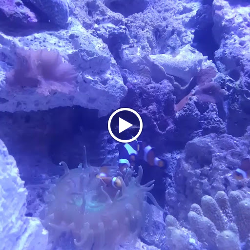 Aquarium «Aquatic Jewels», reviews and photos, 2141 Stirling Rd, Fort Lauderdale, FL 33312, USA