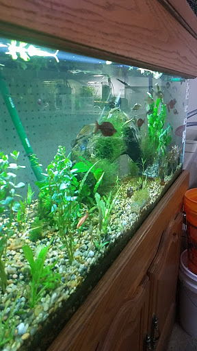 Tropical Fish Store «Richmond Aquarium», reviews and photos, 3645 Speeks Dr, Midlothian, VA 23112, USA