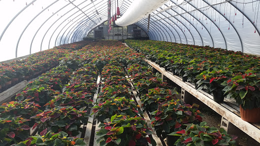 Florist «Exotic Flowers», reviews and photos, 609 American Legion Hwy, Boston, MA 02131, USA