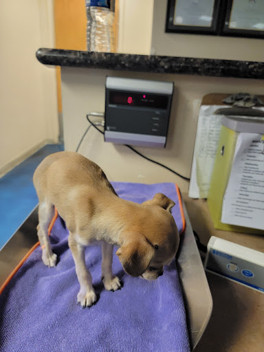 Island Pet Hospital image