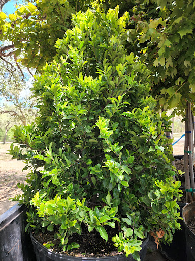 Landscaper «Wilson Landscape Nursery and Florist», reviews and photos, 14650 Bandera Rd, Helotes, TX 78023, USA